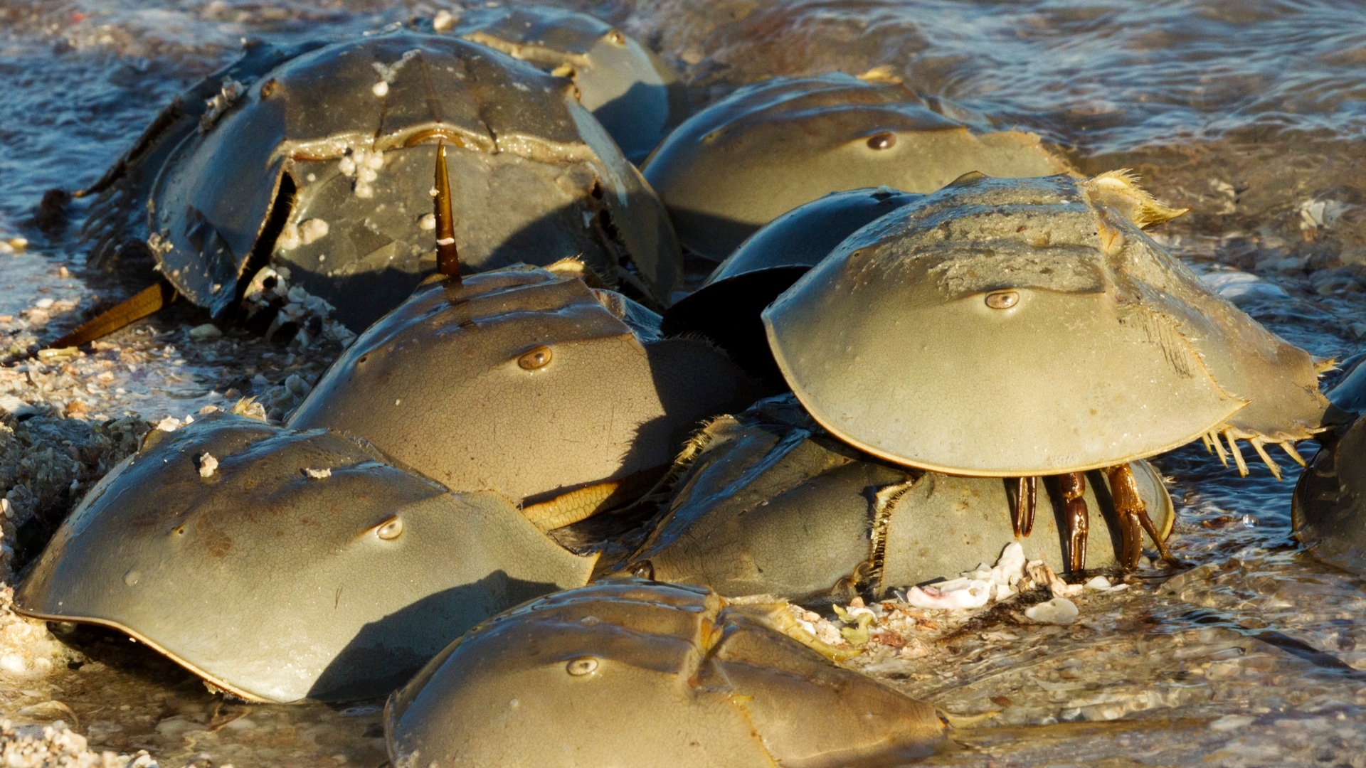 Ancient, Dshaped Horseshoe Crab Uncovered in Idaho Nature World Today