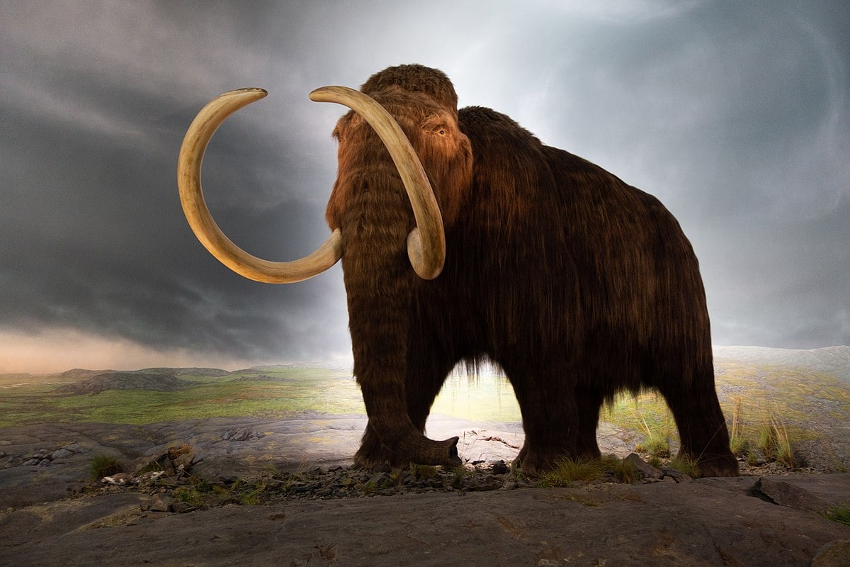 Cloned Woolly Mammoths Could Soon a Reality Nature World Today