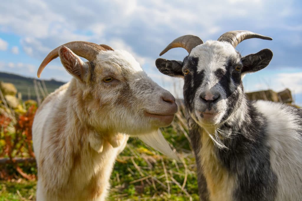 goats-tend-to-prefer-happy-humans-study-reports-nature-world-today