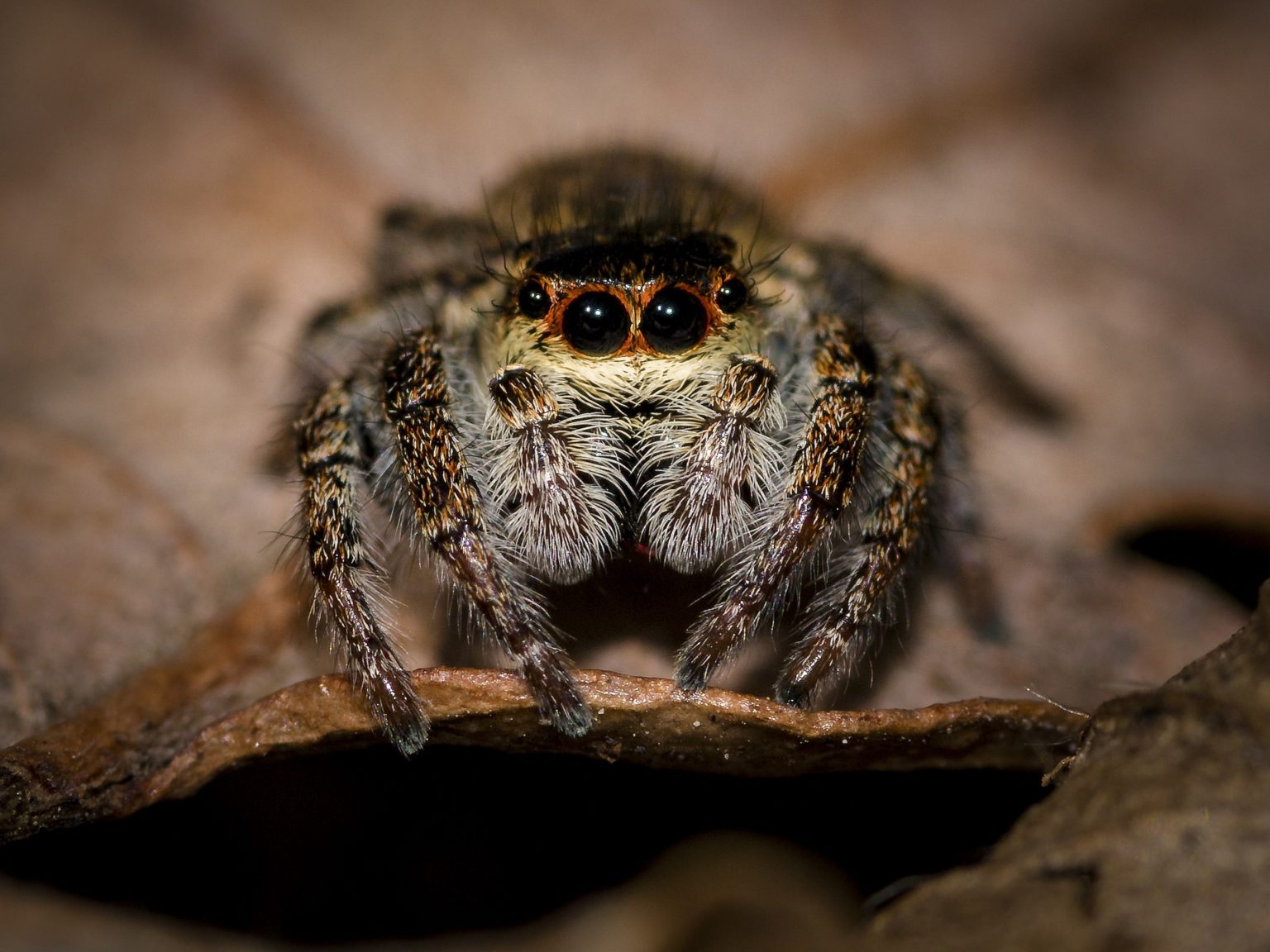 Life Lessons We Can Learn From Spiders