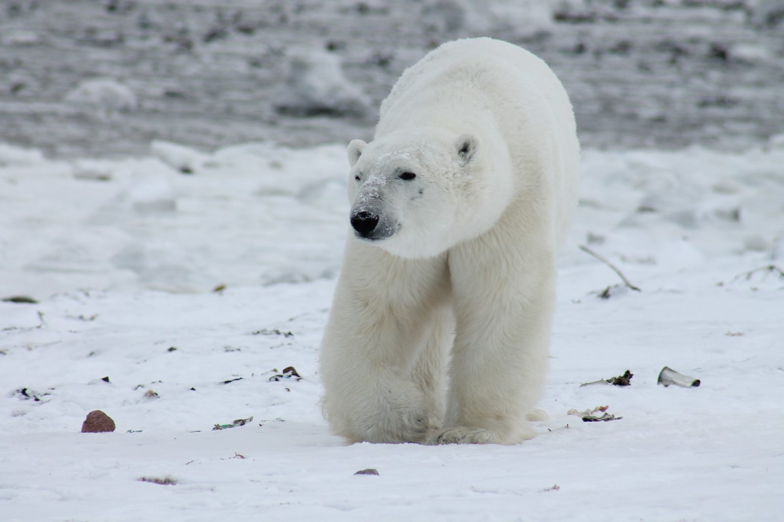 Animals Affected by Climate Change