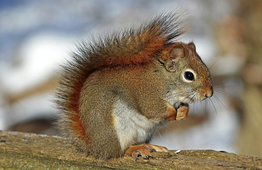 The Benefits of Squirrels for our Environment