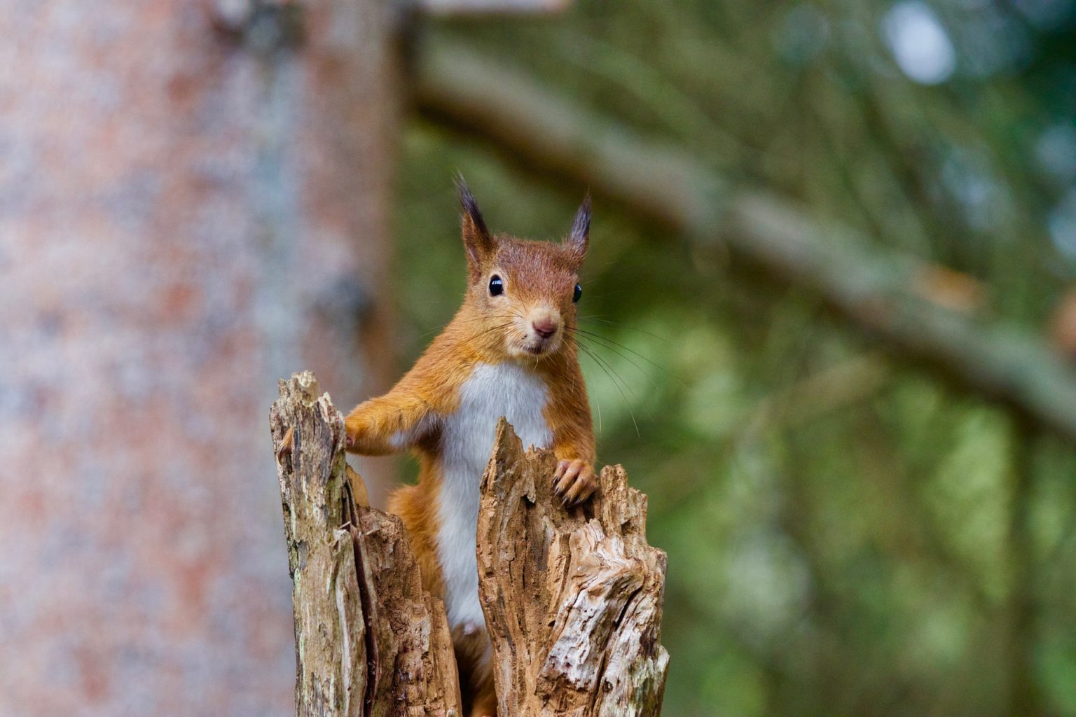 The Benefits of Squirrels for our Environment