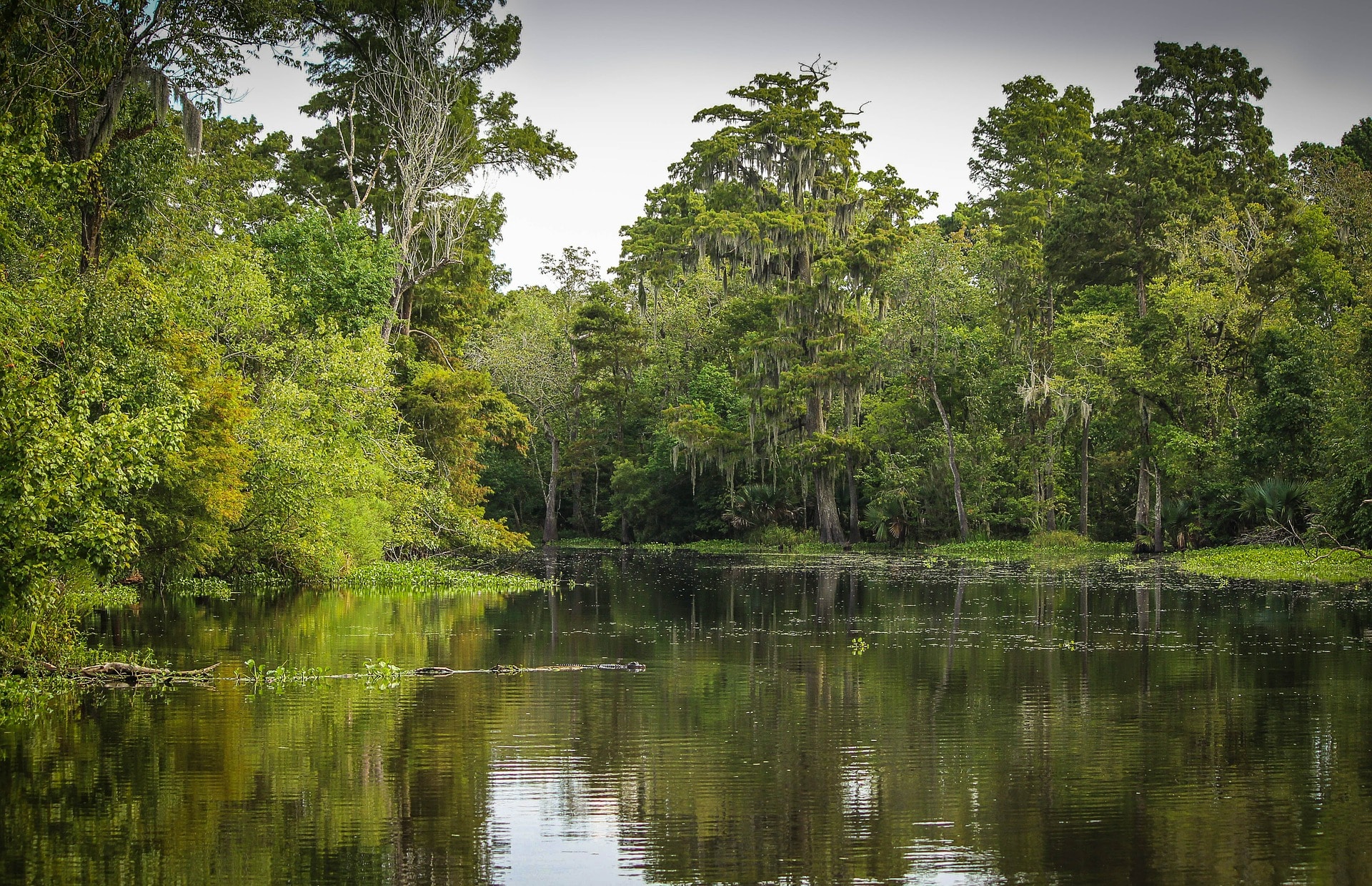 Barataria Bay Is Slowly Slipping Away Nature World Today