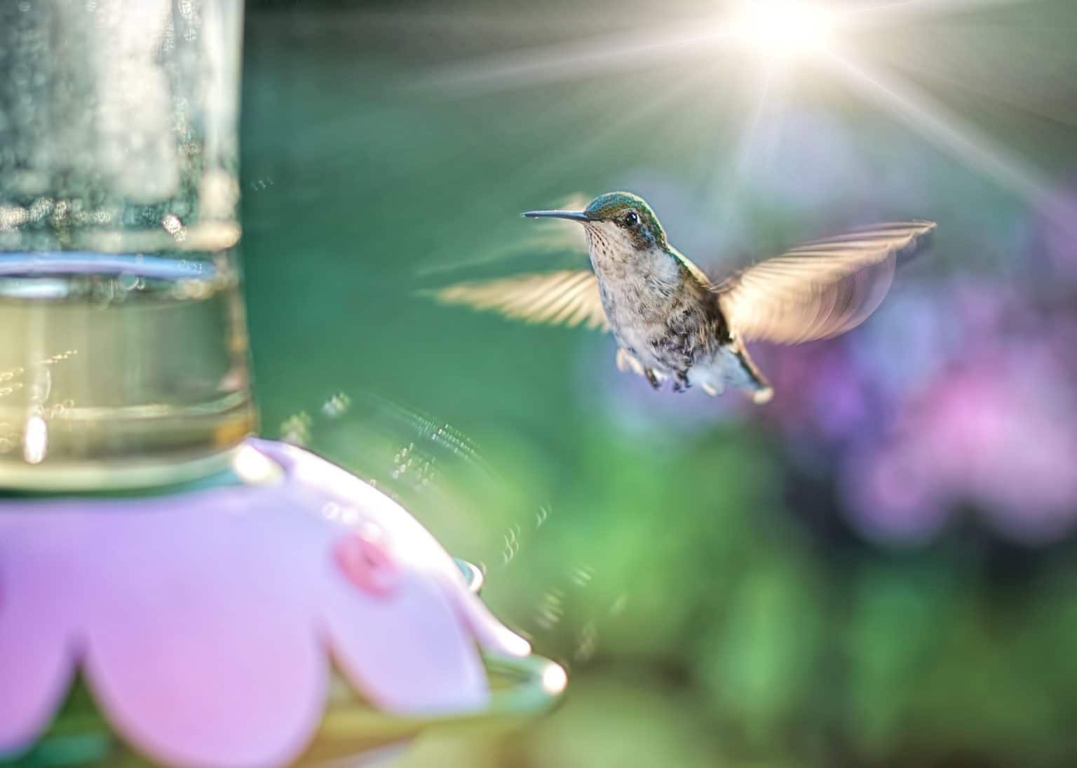 The Amazing Benefits of Hummingbirds