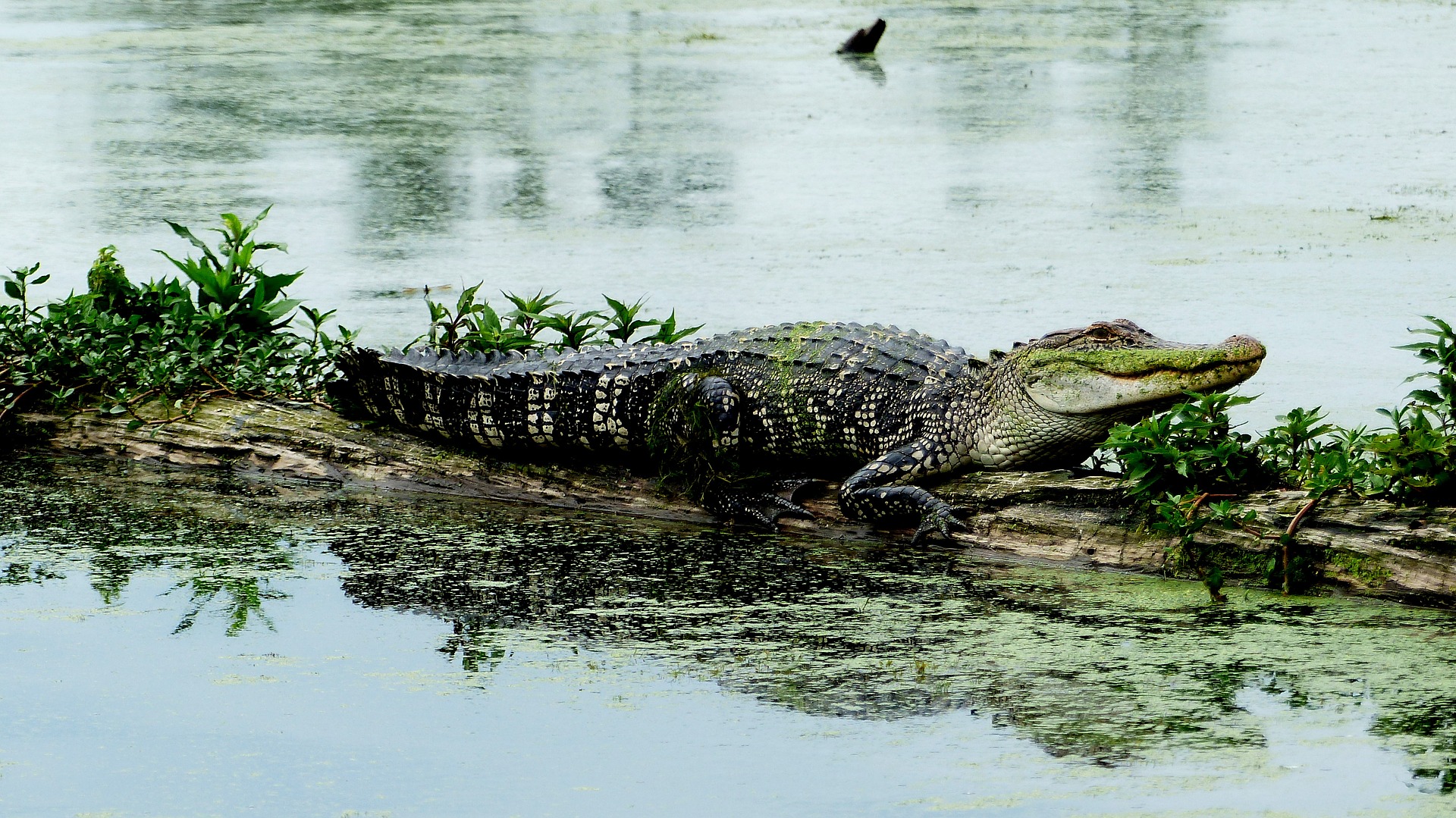 What Are Alligators Role In The Ecosystem