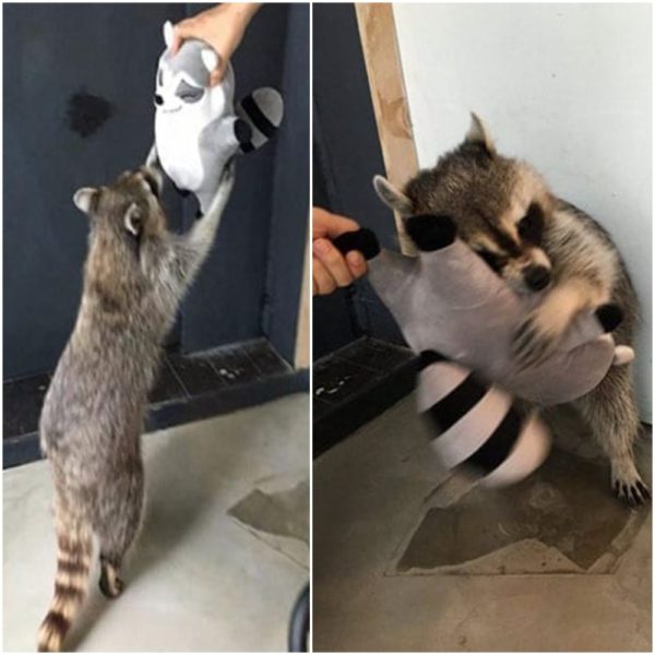 People Documented Their Amusing Encounters With Raccoons