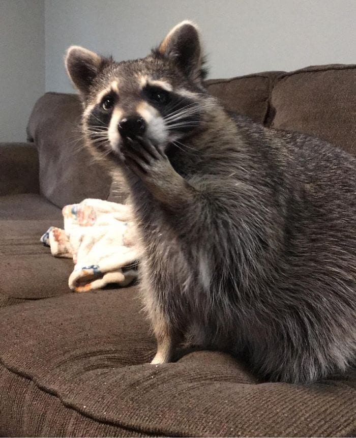 People Documented Their Amusing Encounters With Raccoons – Page 29