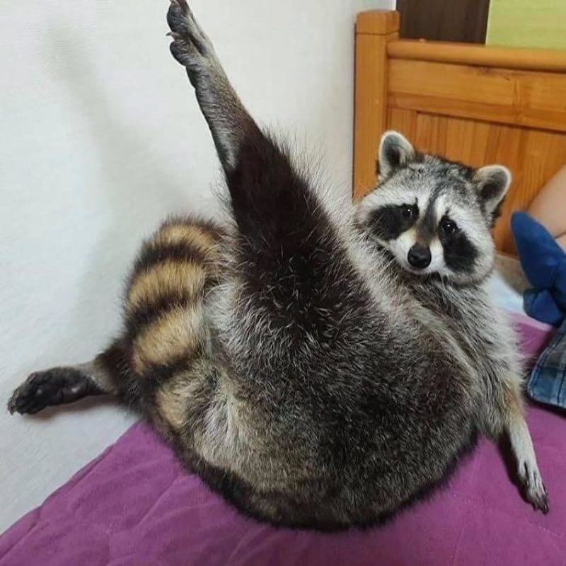 People Documented Their Amusing Encounters With Raccoons – Page 32