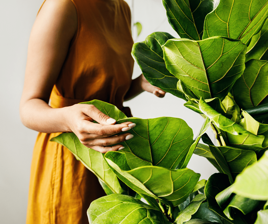 the-benefits-of-indoor-plants-to-humans