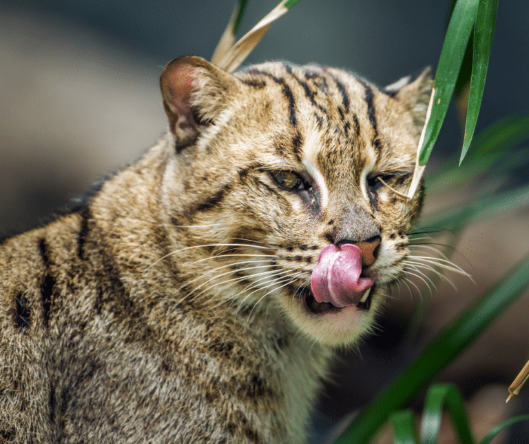 the-secret-to-fishing-cats-hunting-success
