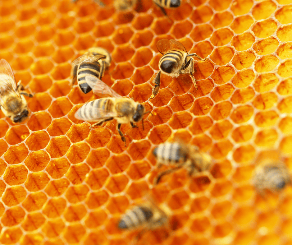 Why do Honey Bees Wave