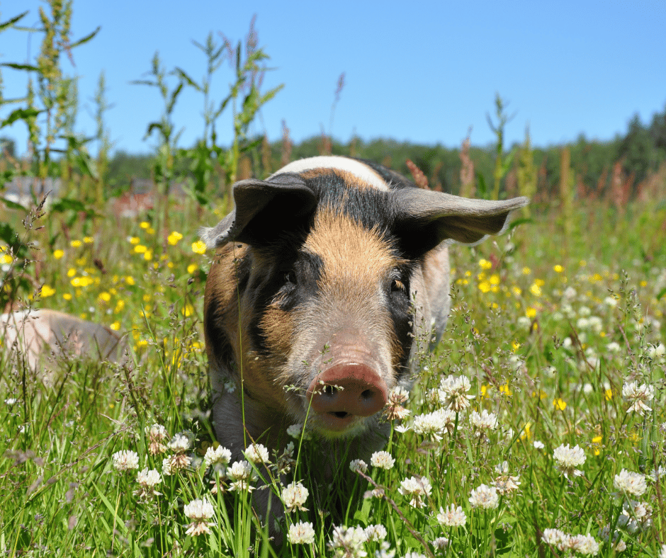 benefits-of-raising-pigs