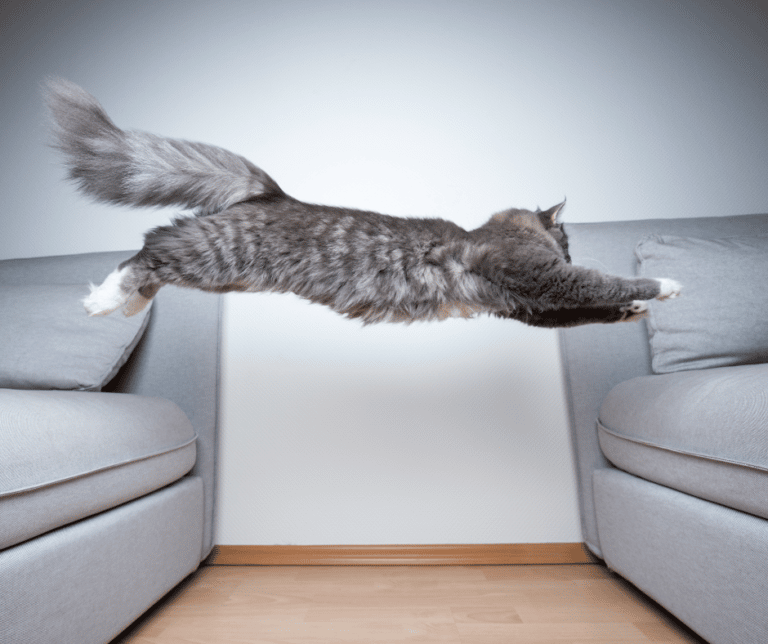 Do Cats Always Land on their Feet