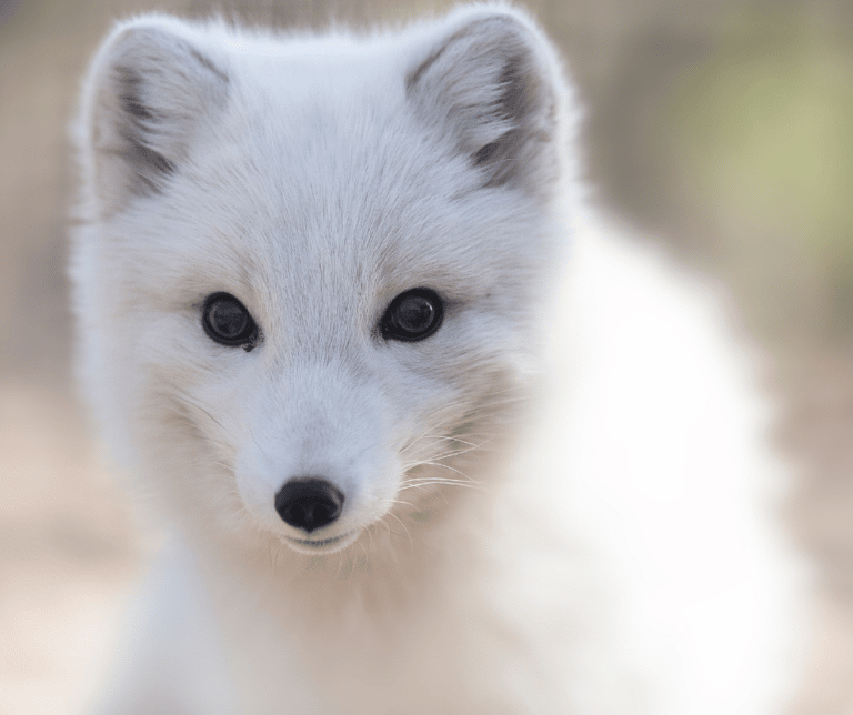 The Most Furry Animals on Earth