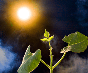 The Marvel of Photosynthesis: Powering Life on Earth