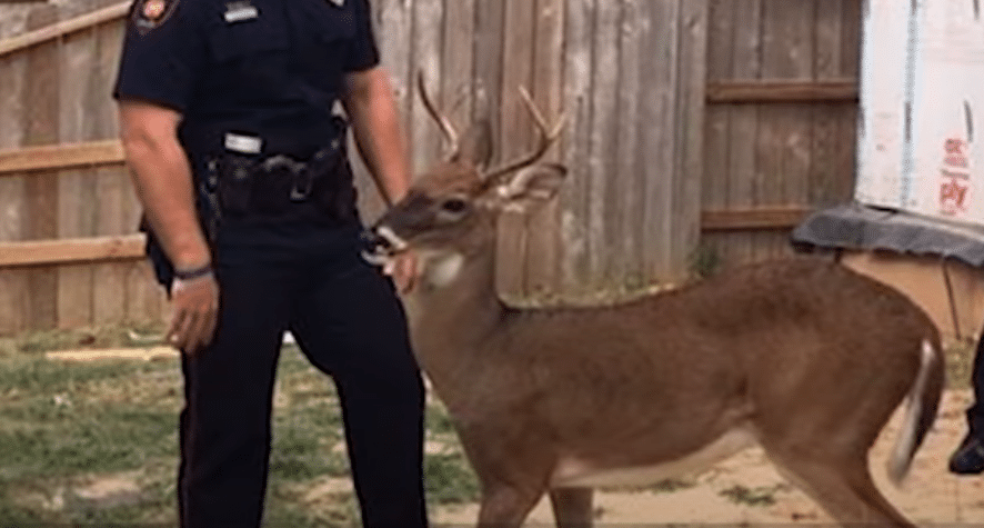 Who Gets The Deer Me Or The Dog 911 Call Deer Tries To Show Family Something In Backyard – When They See It