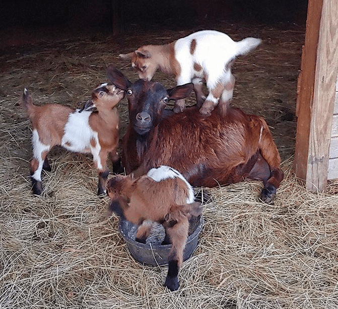 Captivating Glimpses Into The Animal Kingdom The Sweetest Displays Of